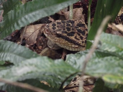 Amazon Recce 2013 132